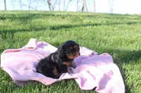 Trixie, a female Cavalier King Charles Spaniel for sale in Geneva, NY – Photo 4 of 8