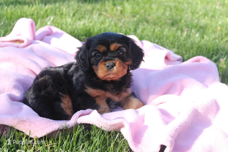 Trixie – Cavalier King Charles Spaniel puppy for sale in Geneva, NY
