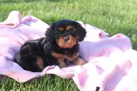 Trixie, a female Cavalier King Charles Spaniel for sale in Geneva, NY – Photo 1 of 8
