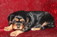 Trixie, a female Cavalier King Charles Spaniel for sale in Geneva, NY – Photo 7 of 8