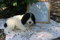 Daffodil, a female Cavapoo for sale in Geneva, NY – 2 of 3