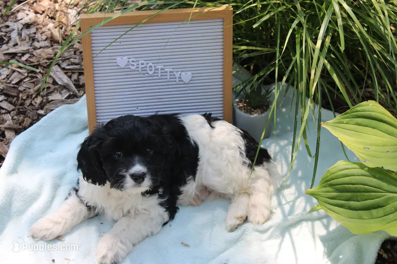 Spotty – Cavapoo puppy for sale in Geneva, NY