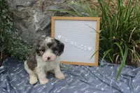 Twinkles, a male Cavapoo for sale in Geneva, NY – 4 of 8