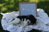 Trudy, a female Cavapoo for sale in Geneva, NY – 4 of 5