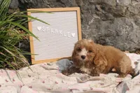 Sparkle, a female Cavapoo for sale in Geneva, NY – 6 of 9