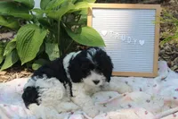 Trudy, a female Cavapoo for sale in Geneva, NY – 3 of 5