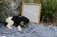 Spotty, a male Cavapoo for sale in Geneva, NY – 5 of 7