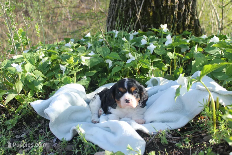 Jaxon – Cavalier King Charles Spaniel puppy for sale in Geneva, NY