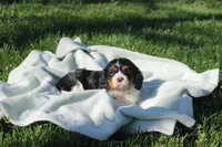 Jaxon, a male Cavalier King Charles Spaniel for sale in Geneva, NY – Photo 3 of 3