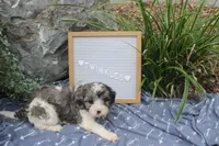 Twinkles, a male Cavapoo for sale in Geneva, NY – 8 of 8