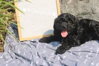 Blackie, a male Cavapoo for sale in Geneva, NY – 3 of 5