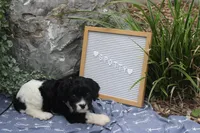 Spotty, a male Cavapoo for sale in Geneva, NY – 3 of 7