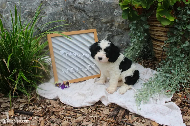 Pansy – Cavapoo puppy for sale in Geneva, NY