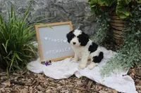 Pansy, a female Cavapoo for sale in Geneva, NY – 5 of 7