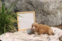 Sparkle, a female Cavapoo for sale in Geneva, NY – 9 of 9