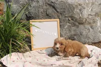 Sparkle, a female Cavapoo for sale in Geneva, NY – 7 of 9