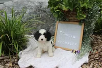 Pansy, a female Cavapoo for sale in Geneva, NY – 6 of 7