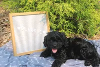 Blackie, a male Cavapoo for sale in Geneva, NY – 4 of 5