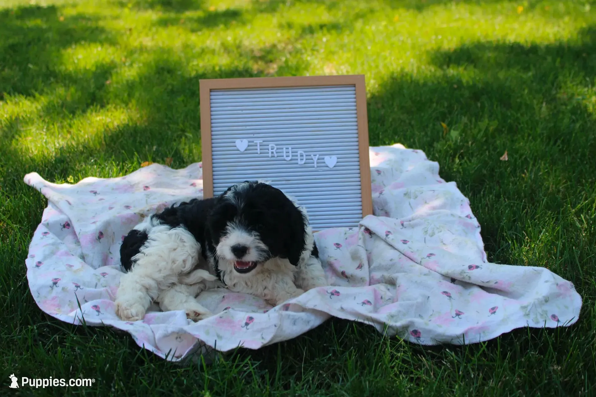 Trudy, a female Cavapoo for sale in Geneva, NY – 2 of 5