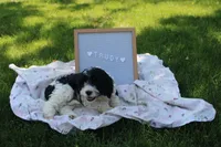 Trudy, a female Cavapoo for sale in Geneva, NY – 5 of 5