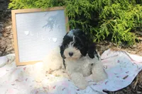 Lilly, a female Cavapoo for sale in Geneva, NY – 4 of 4