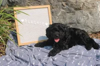 Blackie, a male Cavapoo for sale in Geneva, NY – 1 of 5