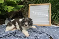 Rascal, a male Cavapoo for sale in Geneva, NY – 4 of 5