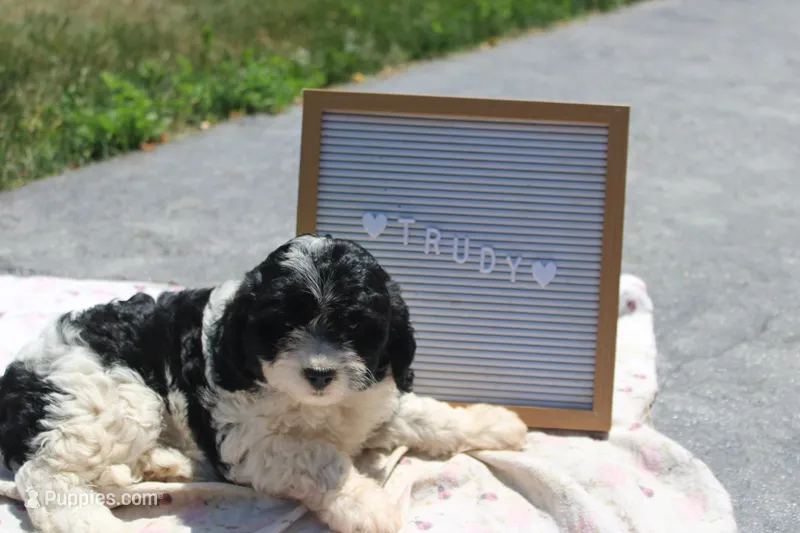 Trudy – Cavapoo puppy for sale in Geneva, NY