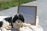Trudy, a female Cavapoo for sale in Geneva, NY – 1 of 5