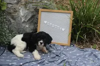 Spotty, a male Cavapoo for sale in Geneva, NY – 2 of 7