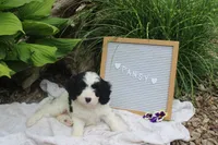 Pansy, a female Cavapoo for sale in Geneva, NY – 4 of 7