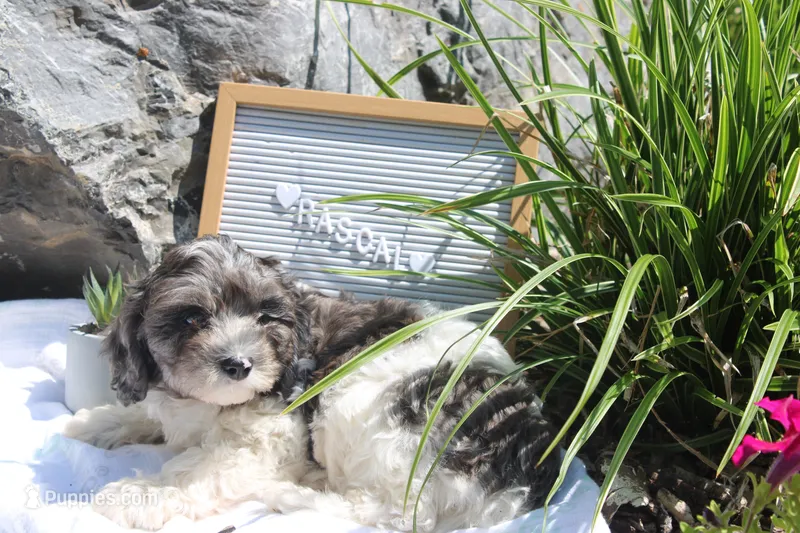 Rascal – Cavapoo puppy for sale in Geneva, NY