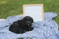Blackie, a male Cavapoo for sale in Geneva, NY – 2 of 5