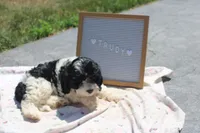 Trudy, a female Cavapoo for sale in Geneva, NY – 2 of 5