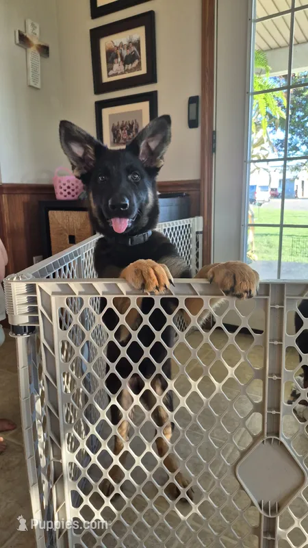 Freedom  – German Shepherd Dog puppy for sale in Huntsville, OH