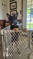 Freedom , a female German Shepherd Dog for sale in Huntsville, OH – 1 of 9