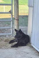 Valor, a male German Shepherd Dog for sale in Huntsville, OH – 5 of 6