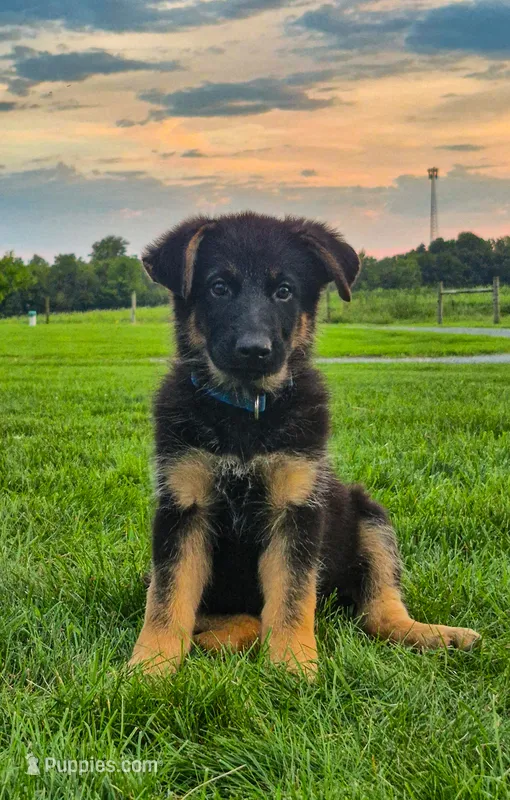Patriot  – German Shepherd Dog puppy for sale in Huntsville, OH