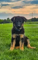 Patriot , a male German Shepherd Dog for sale in Huntsville, OH – 3 of 9