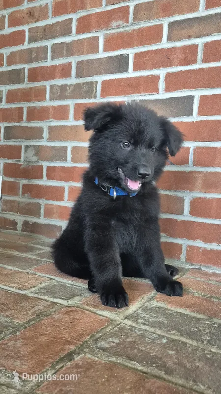 Belle – German Shepherd Dog puppy for sale in Huntsville, OH