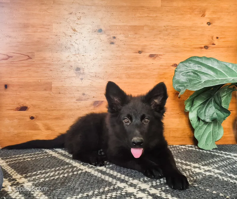 Justice  – German Shepherd Dog puppy for sale in Huntsville, OH