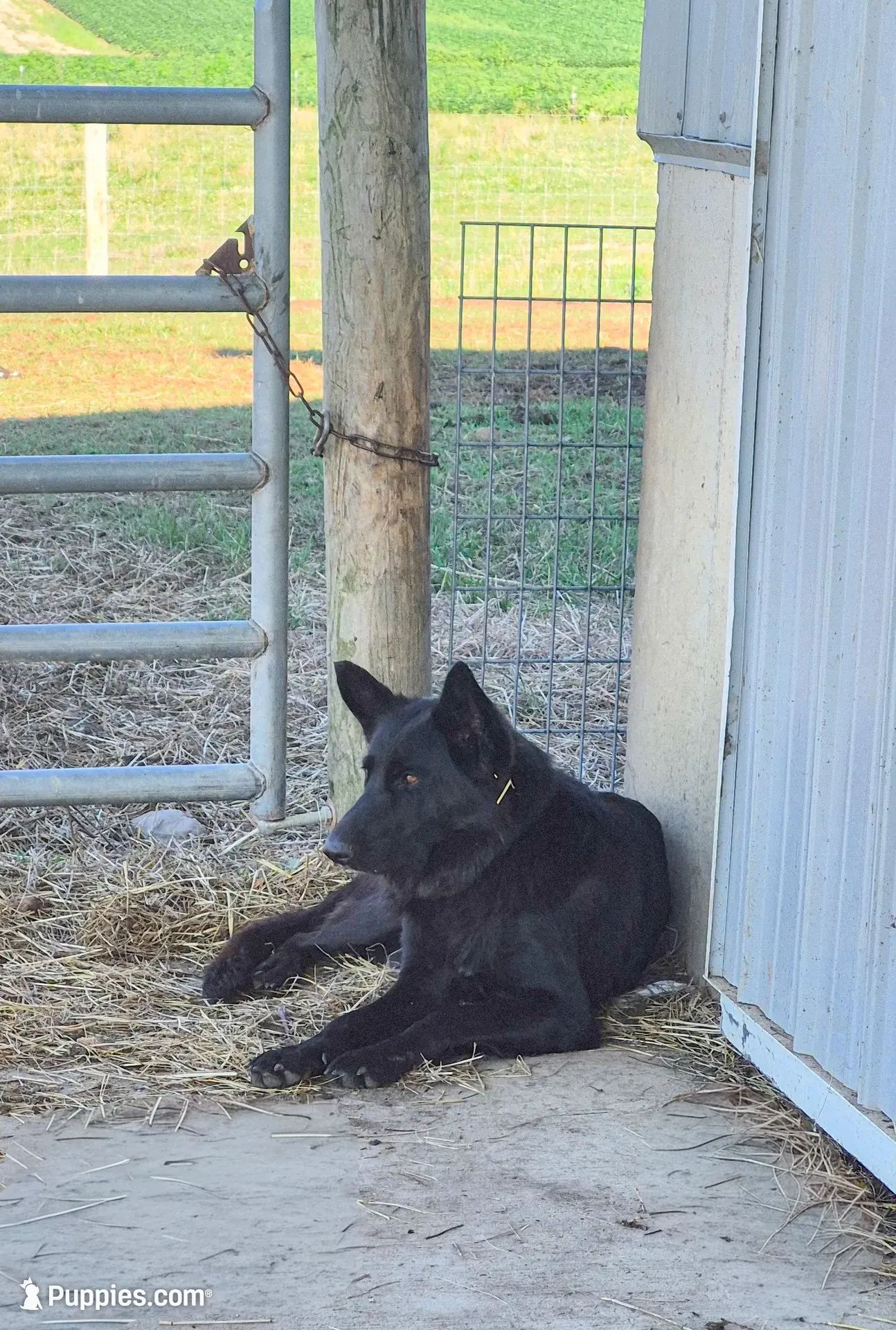 Patriot , a male German Shepherd Dog for sale in Huntsville, OH – 4 of 7