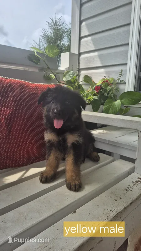 Rocket  – German Shepherd Dog puppy for sale in Huntsville, OH