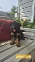 Rocket , a male German Shepherd Dog for sale in Huntsville, OH – 1 of 6