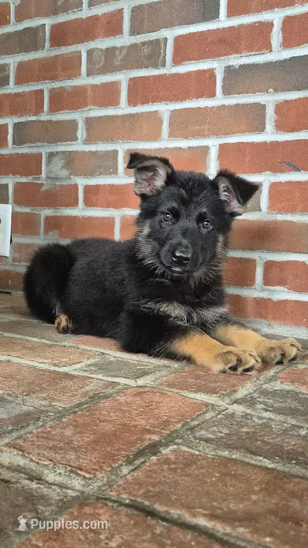 Freedom  – German Shepherd Dog puppy for sale in Huntsville, OH