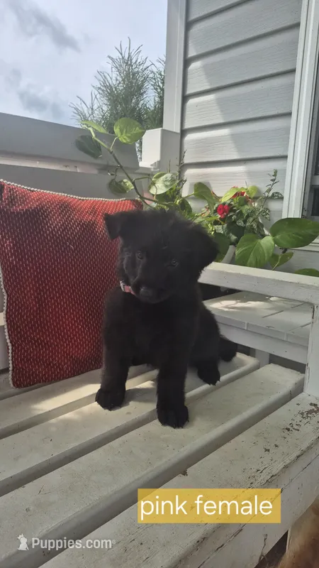 Justice  – German Shepherd Dog puppy for sale in Huntsville, OH