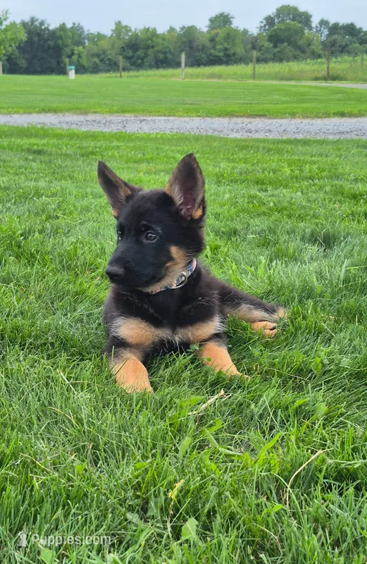 Star – German Shepherd Dog puppy for sale in Huntsville, OH