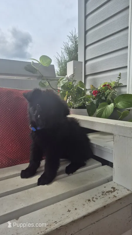 Belle – German Shepherd Dog puppy for sale in Huntsville, OH