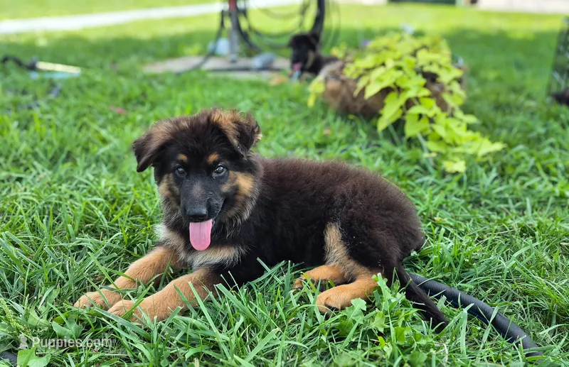 Banner – German Shepherd Dog puppy for sale in Huntsville, OH