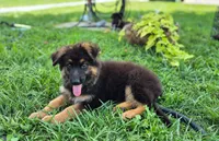 Banner, a male German Shepherd Dog for sale in Huntsville, OH – 2 of 3